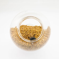 Coriander Seed